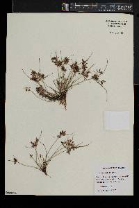 Cyperus bipartitus image