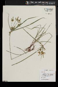 Cyperus iria image