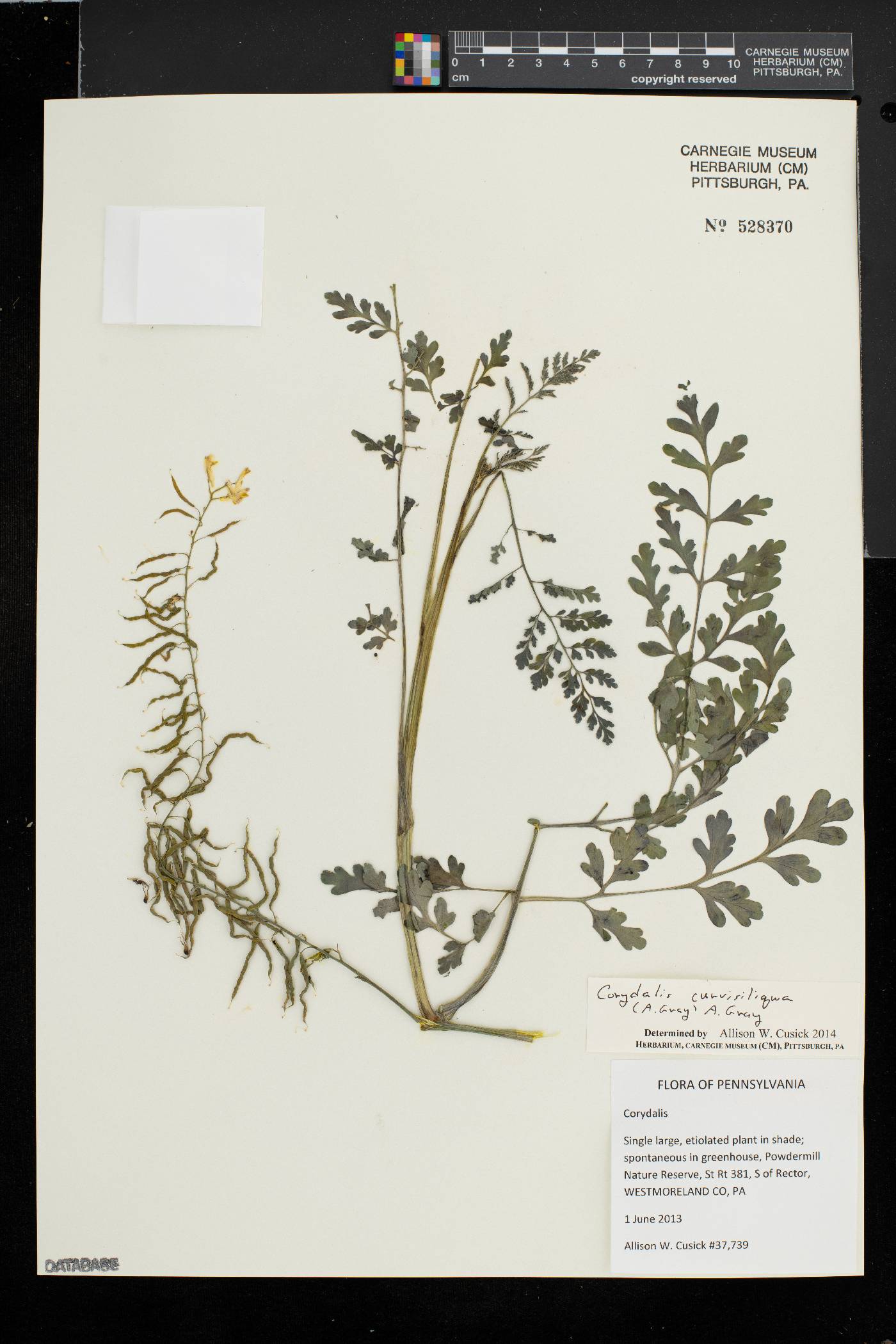 Corydalis curvisiliqua image