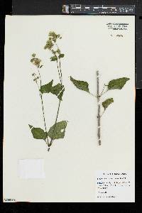 Mirabilis nyctaginea image