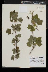 Ribes americanum image