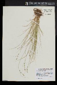 Carex radiata image