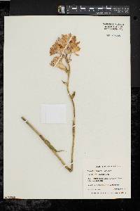 Image of Polianthes tuberosa
