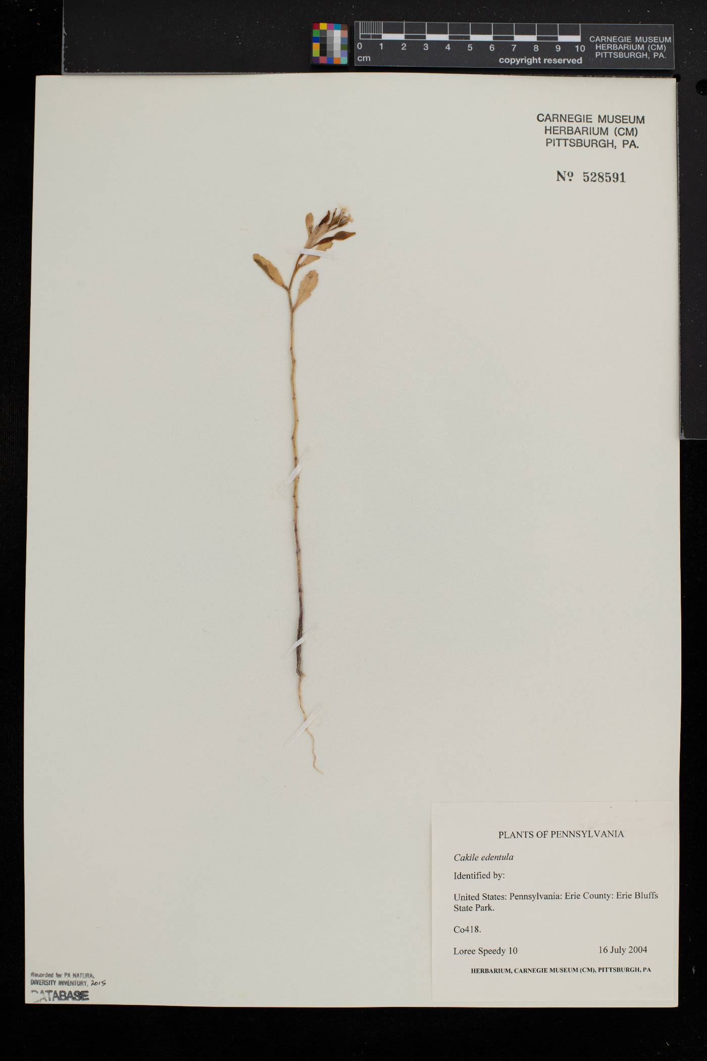 Cakile lacustris image
