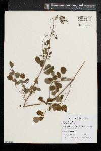 Thalictrum pubescens image