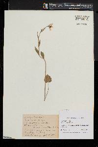 Cardamine bulbosa image