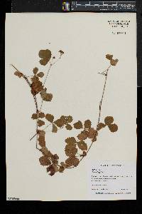 Rubus flagellaris image