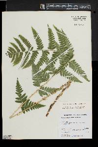 Dryopteris clintoniana image