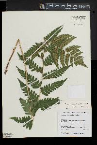 Dryopteris clintoniana image