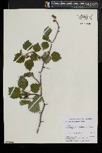 Crataegus pruinosa image