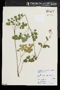 Thalictrum pubescens image