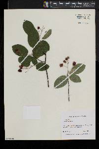 Amelanchier laevis image