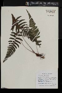 Blechnum glandulosum image