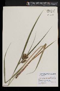 Carex comosa image