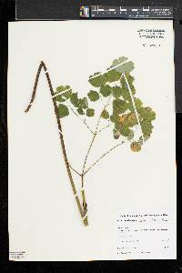 Thalictrum coriaceum image