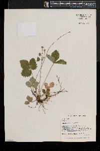 Fragaria vesca image