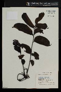 Zanthoxylum gilletii image