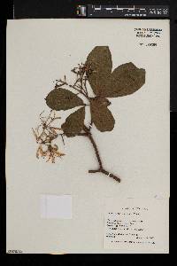 Calodendrum capense image