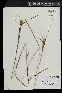 Carex squarrosa image