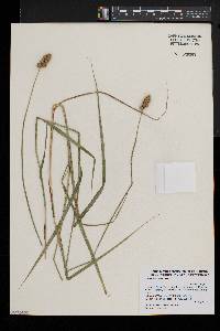 Carex cristatella image