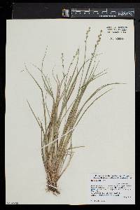 Carex seorsa image