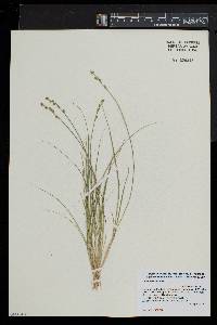 Carex seorsa image