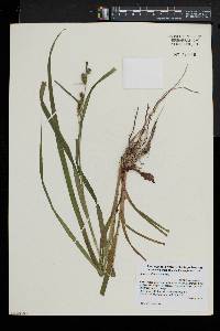 Carex scabrata image