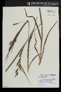 Carex scabrata image