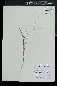 Poa alsodes image