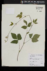 Rubus pubescens image