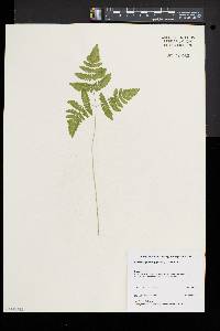 Gymnocarpium dryopteris image