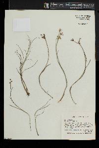 Juncus articulatus image