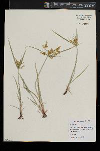 Cyperus iria image