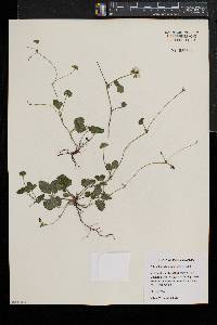 Potentilla indica image