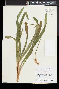 Amianthium muscitoxicum image