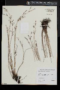 Juncus brevicaudatus image