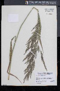 Calamagrostis cinnoides image