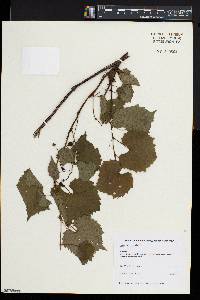 Vitis rupestris image