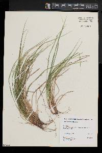 Carex lucorum image