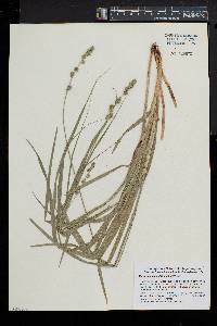 Carex sparganioides image