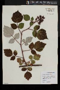 Rubus phoenicolasius image