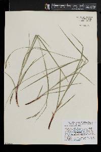 Carex virescens image