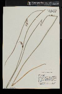 Juncus balticus subsp. balticus image