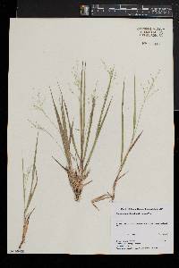 Panicum philadelphicum image