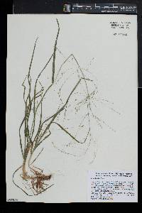 Poa alsodes image