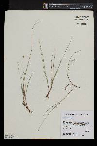 Carex pauciflora image