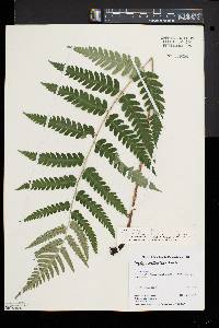 Dryopteris celsa image