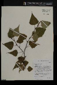 Betula populifolia image