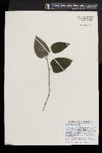 Smilax tamnoides image