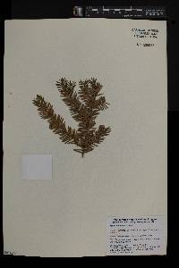 Taxus canadensis image